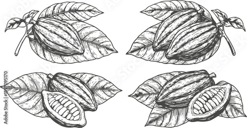 Cacao pods with leaves hand drawn set tropical fruit and seed illustration in sketch botanical harvest collection