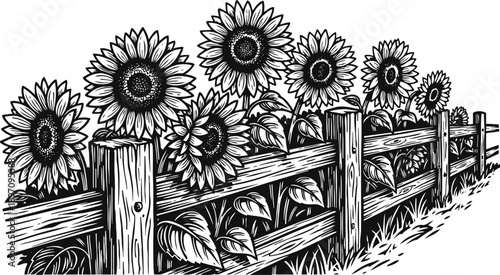 sunflowers blooming along rustic wooden fence in black and white drawing illustration