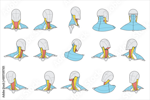 The simplified form from neck muscle in diverse angles