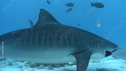 Great tiger shark swimms close to the camera