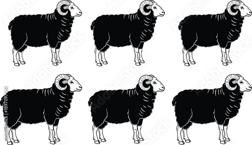 Black ram sheep vector illustration set, standing farm animal silhouette with curved horns, woolly mammal collection isolated on white background