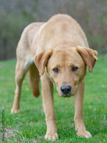 A sterilized mongrel dog with an ear tag stands on green grass, looking straight ahead.