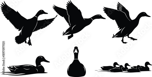 Duck silhouette set, flying mallard birds and swimming flock, wild nature waterfowl collection, vector illustration isolated on white