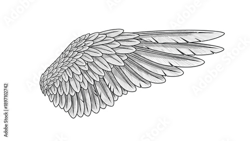 Highly detailed anatomical drawing of a bird wing shows the intricate arrangement of feathers in a classic black and white style.