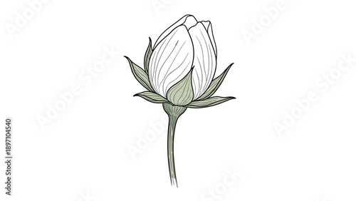 Detailed botanical drawing of a closed flower bud with green sepals and white petals using fine line work and texture.