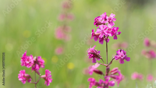 Beautiful delicate pink flowers of Viscaria Vulgaris growing in the meadow in the summer close-up. selective focus, bokeh, blurred background. pink wildflower. spring season, flowering