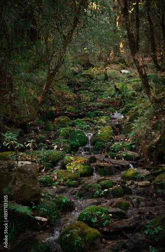 Serene Mossy Forest Stream Flowing Through Lush Green Woodland with Rocks