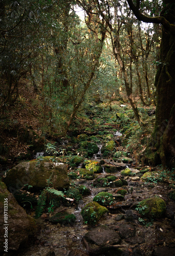 Serene Mossy Forest Stream Flowing Through Lush Green Woodland with Rocks