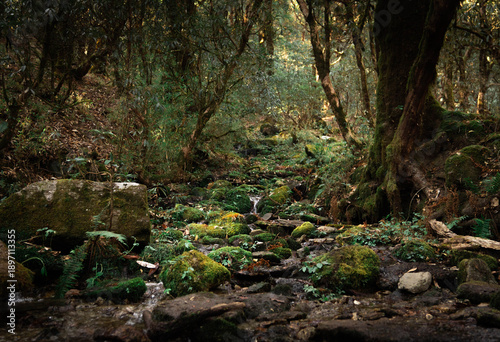 Serene Mossy Forest Stream Flowing Through Lush Green Woodland with Rocks