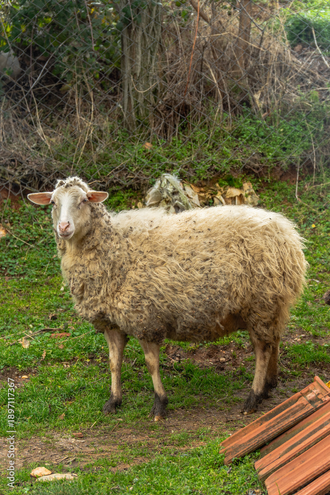 Fototapeta premium Cute Sheep in a Green Backyard Garden