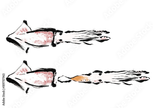 烏賊を引き抜いて捌く和風筆イラスト素材