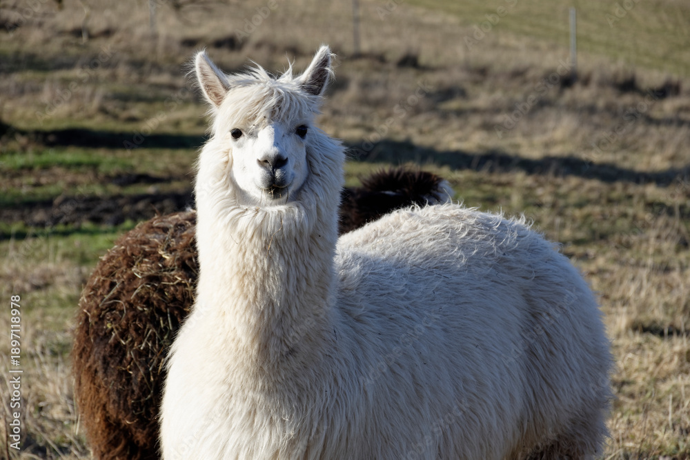 Fototapeta premium Alpacas on a Farm Pasture in Ipsheim Germany