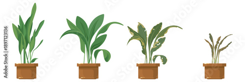 Set of beautiful houseplants in pots in cartoon style. Vector illustration of dehydration stage, wilting of aspidistra flowerpots isolated on white background. Interior decor for office and home.