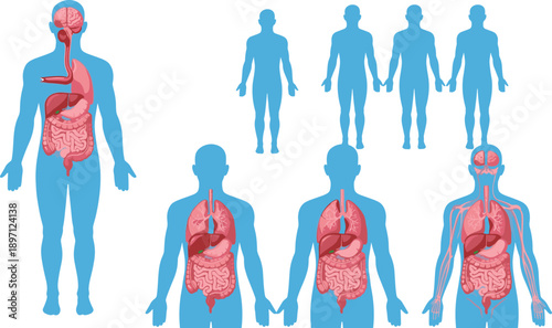 Human anatomy system illustration organs digestive respiratory circulatory nervous body diagrams male figures medical education set