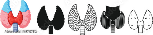Thyroid gland illustration set medical anatomy icons flat outline filled styles educational healthcare diagram collection isolated vector graphic bundle
