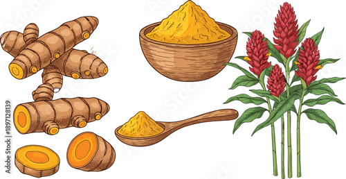 Turmeric root powder and plant illustration set medicinal spice botanical collection isolated white background herbal ingredient natural ayurvedic cooking health vector