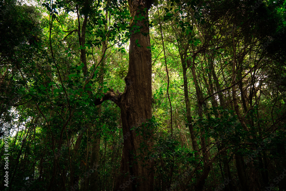 Fototapeta premium Dense Evergreen Tropical Rainforest in Sikkim, Amazon Forest India