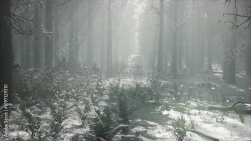 Canvastavla A serene forest reveals a winding path blanketed in fresh snow
