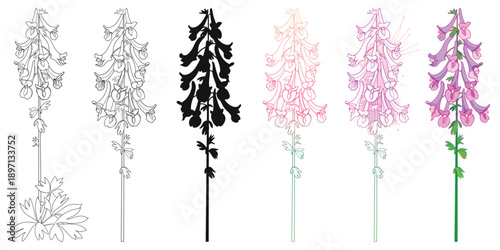 Set with outline Corydalis or fumewort flower bunch with leaf in black and color isolated on white background.