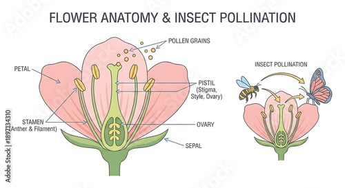 Flower Anatomy & Insect Pollination: A detailed diagram illuminates the intricate structure of a flower, showcasing its anatomy and the crucial process of insect pollination, vital for reproduction.