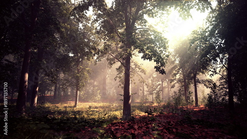 Slika na platnu Golden sunlight gently streams through the trees, illuminating a serene forest scene