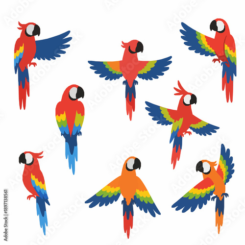 Photography Flat tropical parrot vector set with colorful cartoon birds isolated on white ba