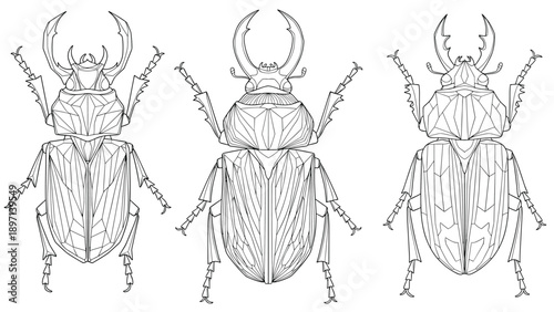 Detailed line art sketches of three different stag beetle species showing their large mandibles and exoskeleton structure.