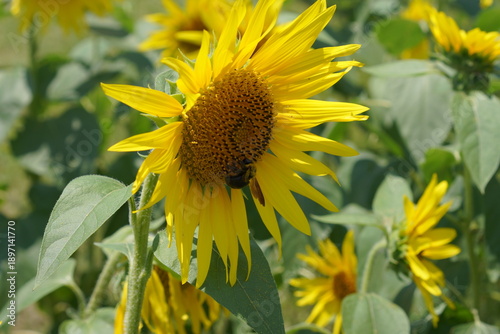 夏の太陽に向かって咲くヒマワリと蜂
