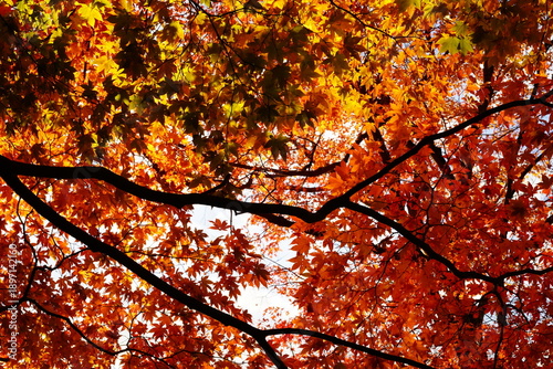 見上げる秋の空と鮮やかな紅葉の重なり