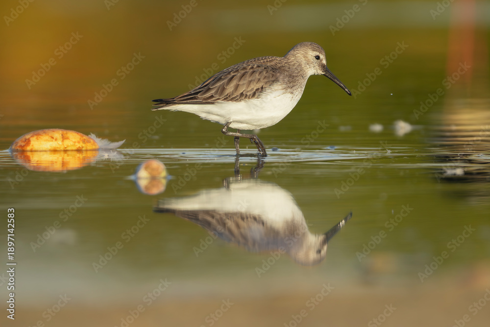 Fototapeta premium Dunlin - Calidris alpina foraging in the shallow waters of Khawr Ad Dahariz Reserve, Salalah, Oman. Elegant shorebird reflection in a serene wetland habitat.