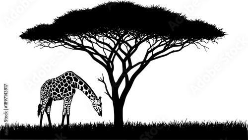 Giraffe silhouette feeding on acacia tree in African savanna for wildlife nature and safari landscape – Black and White Vector Illustration