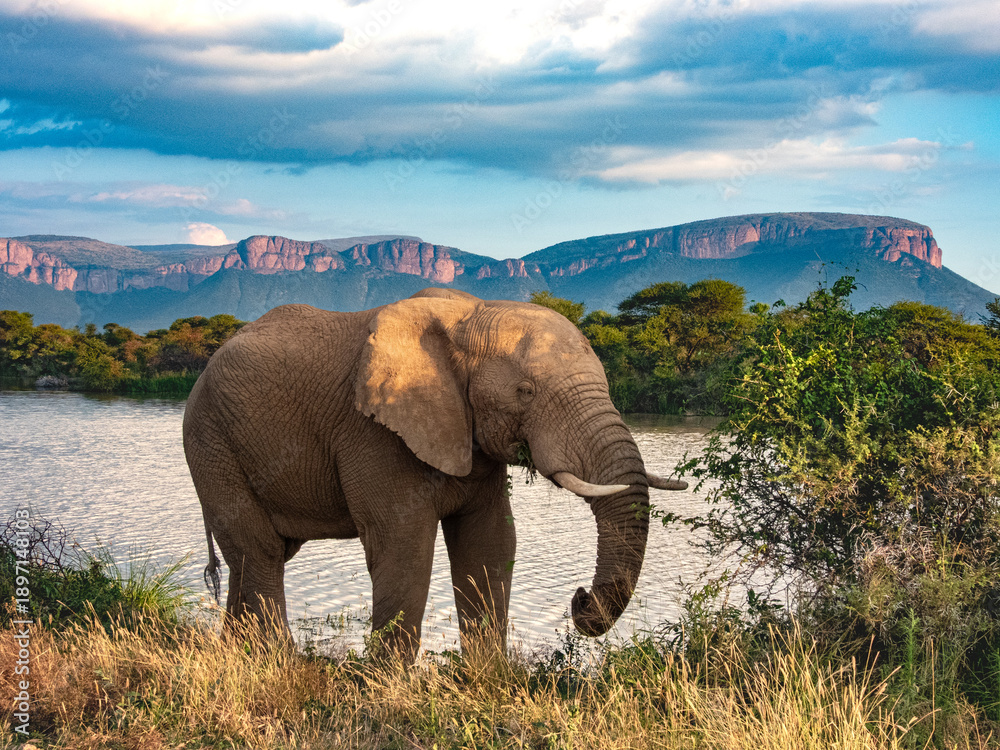 Obraz premium elephant at sunset