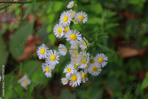 Bellis perennis L