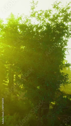 Radiant beams of sunlight filter through the vibrant green leaves of trees, illuminating the serene forest landscape during the enchanting golden hour. Nature awakens in all its glory.