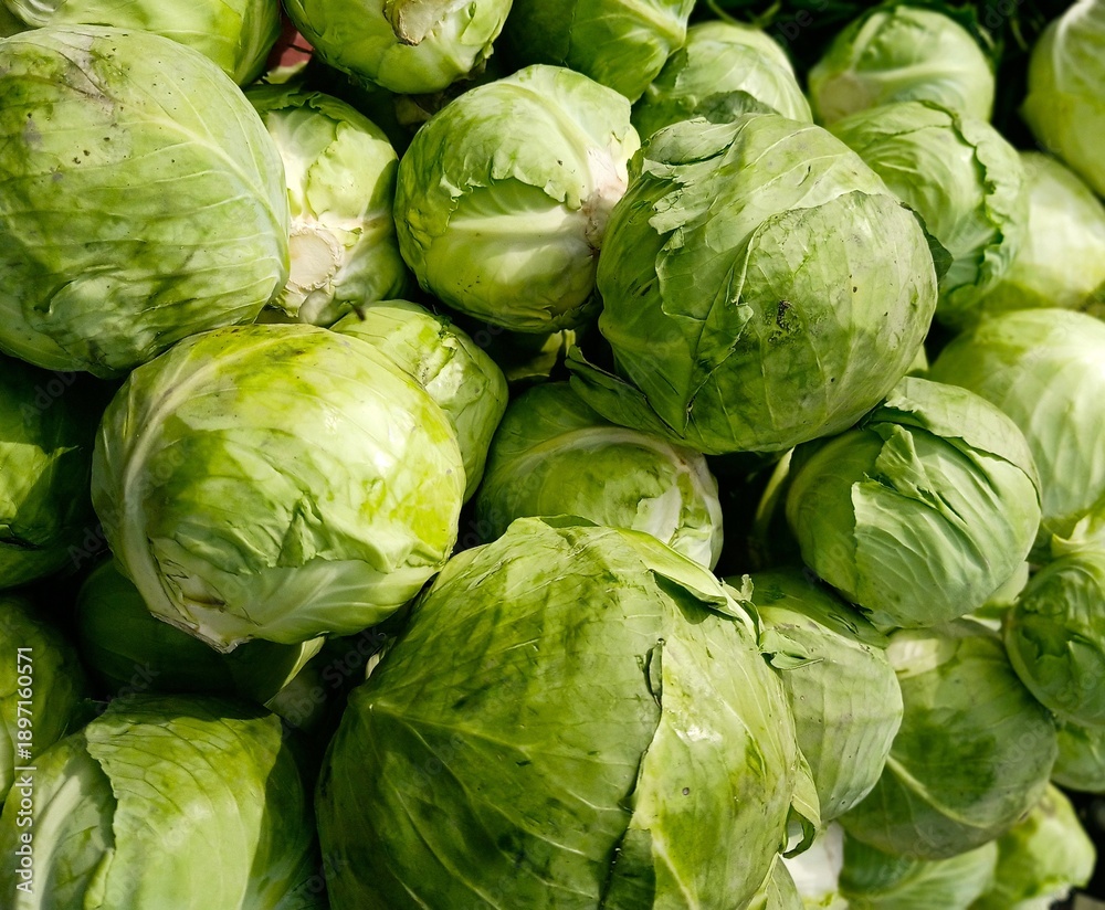 Fototapeta premium Beautiful Fresh green Cabbage heap at market Place 
