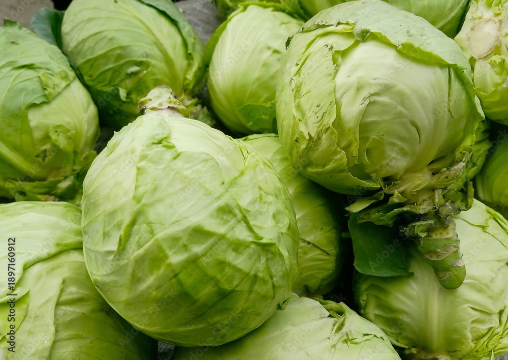 Fototapeta premium Beautiful Fresh green Cabbage heap at market Place 