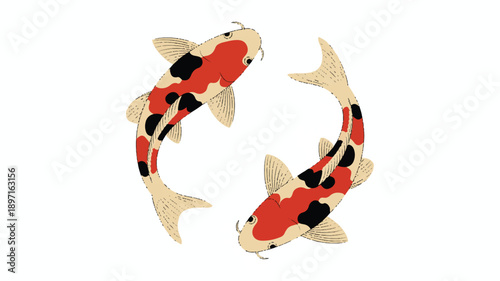 A digital illustration of two koi fish swimming in opposite directions against a white background (1)_traced