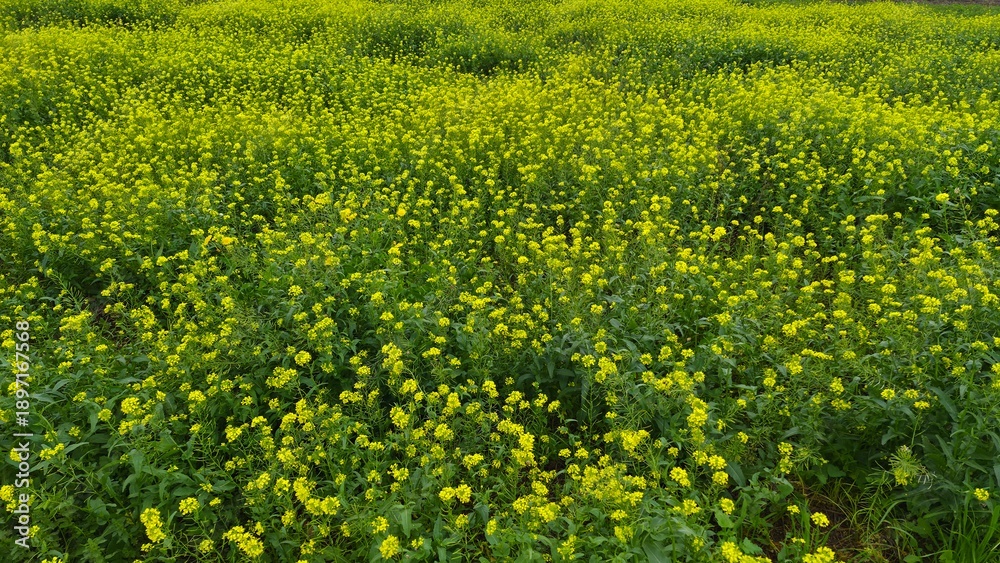 Obraz premium Vast Field of Blooming Yellow Wildflowers in Spring Meadow.