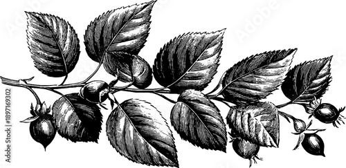 Detailed elm leaf botanical illustration — vintage botanical engraving for design