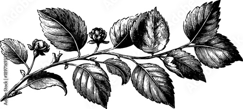 Vintage elm leaf botanical illustration for retro design and decor