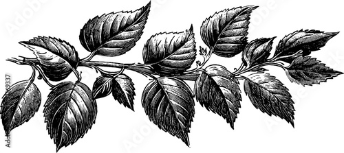 Vintage elm leaf botanical illustration for design and print