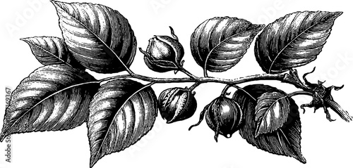 Vintage elm seed botanical engraving for retro design and decoration