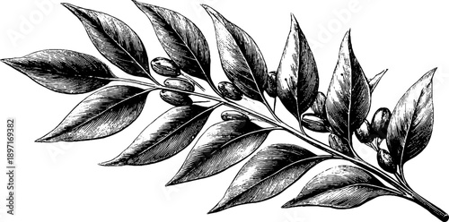 Vintage elm seed botanical sketch for design and decoration