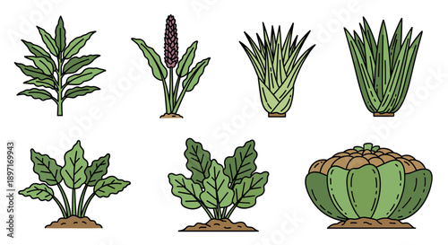 A vibrant collection of diverse green plants and foliage, showcasing various botanical forms and natural beauty in a clean, illustrative style.