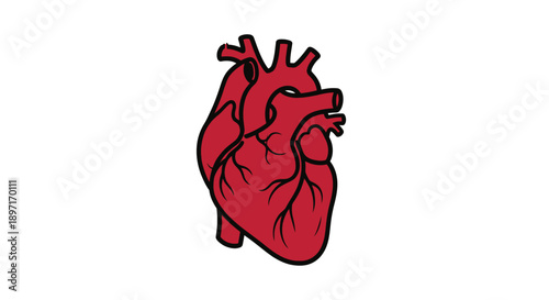 Detailed Anatomical Human Heart in Red Isolated on White Background