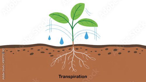 A scientific diagram showing the process of transpiration in a plant (4)_traced