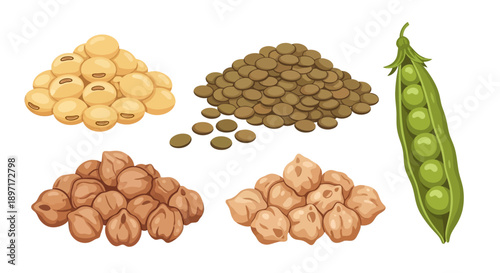 Colorful illustration of soybeans, lentils, chickpeas, and fresh green peas.
