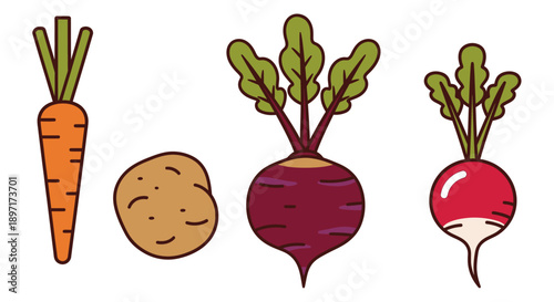 Colorful Vector Illustration of Fresh Carrot Potato Beetroot and Radish Vegetables.