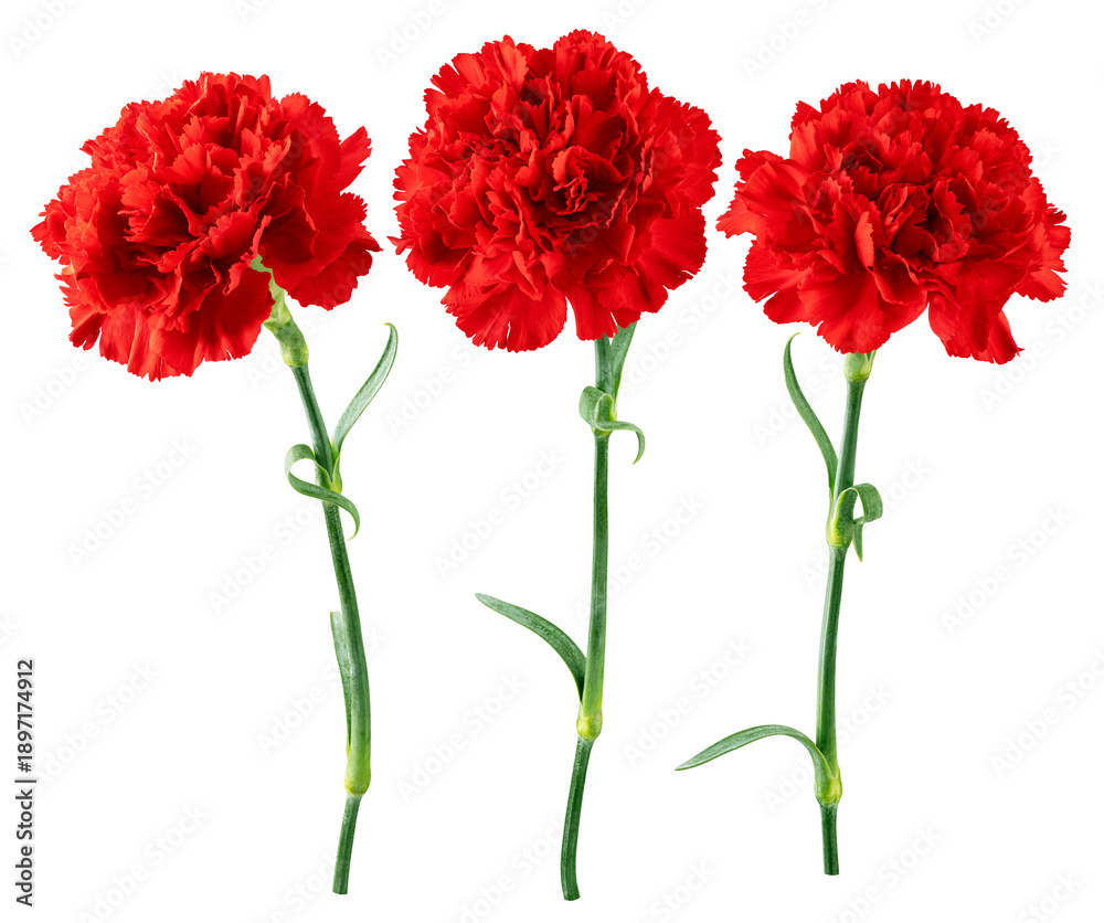 Fototapeta premium Red Carnation, isolated, full depth of field