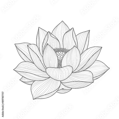 Elegant Lotus Flower Line Art Drawing.